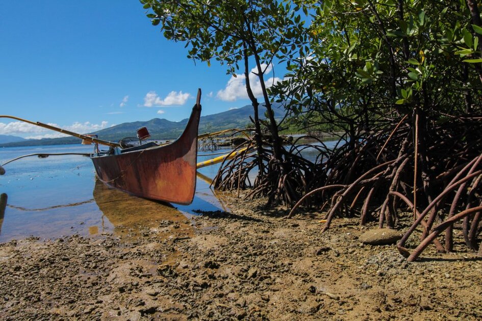 10 ans après Haiyan, les mangroves protègent-elles les côtes philippines ?