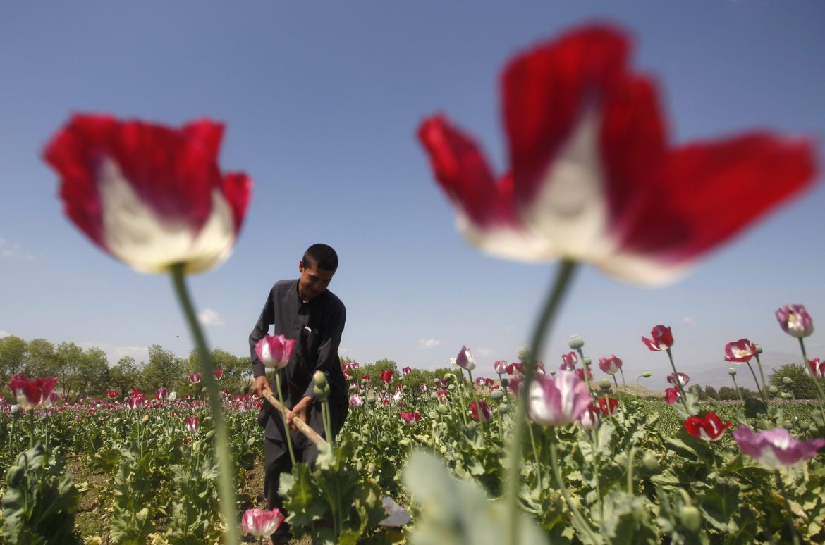 Culture d'opium en Afghanistan chute de 95% sous les Talibans: ONU