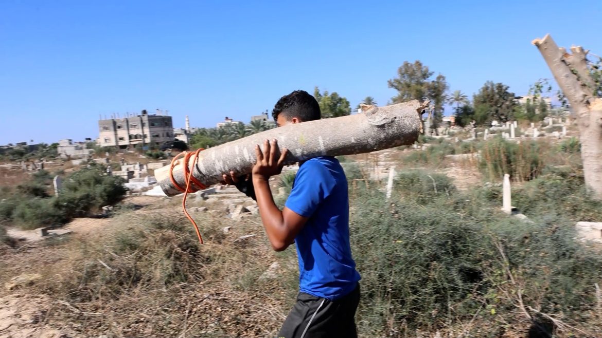 Ils parcourent rues et cimetières pour du bois - Métier de bûcheron revit à Gaza