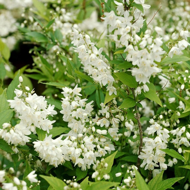 Cultiver le Deutzia : Conseils pour un Arbuste Fleuri