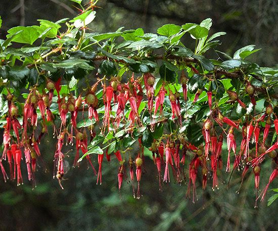 Jardinage Facile : L'Attrait du Groseillier à Fleurs Fuchsia