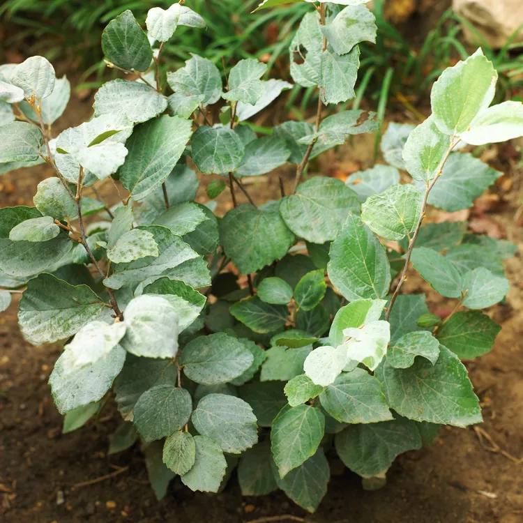 21. Fothergilla major 'Blue Shadow' ('Blue Shadow' Fothergilla)