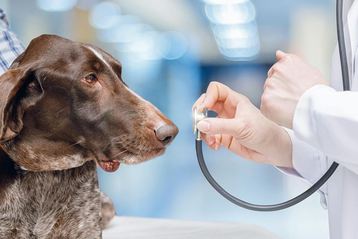 Chiens entraînés réussissent la détection de Parkinson avec précision