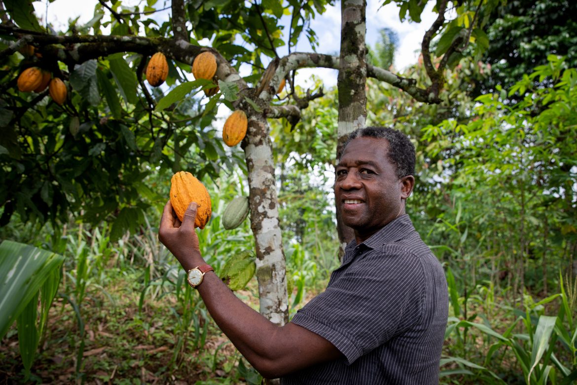 Empires du cacao, café et thé face à un revers majeur - Les raisons