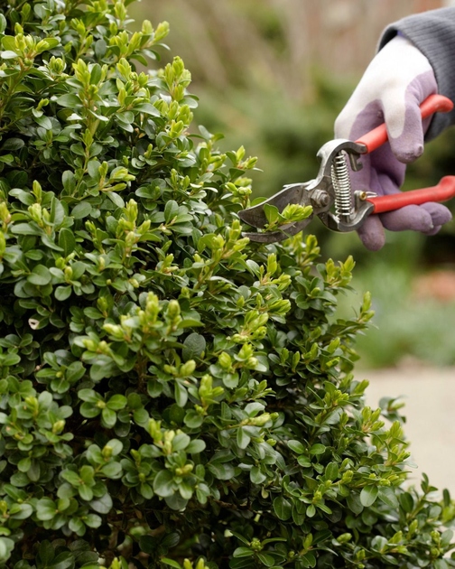 Taille de 12 arbustes et arbres persistants courants