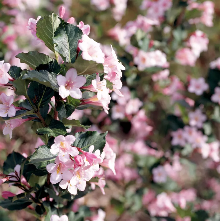 Wine & Roses Weigela