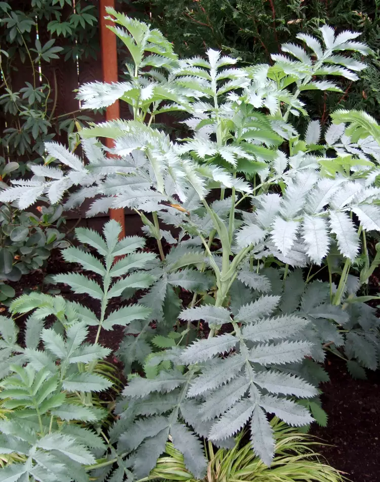  22. Melianthus major 'Antonow's Blue' ('Antonow's Blue' Honeybush)