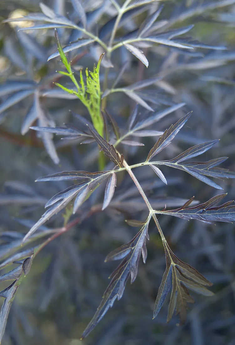 Black Lace Elderberry