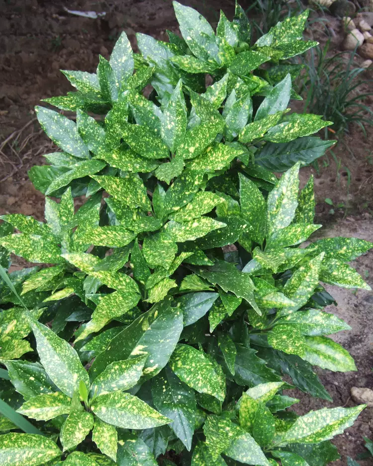 13. Aucuba japonica 'Variegata'