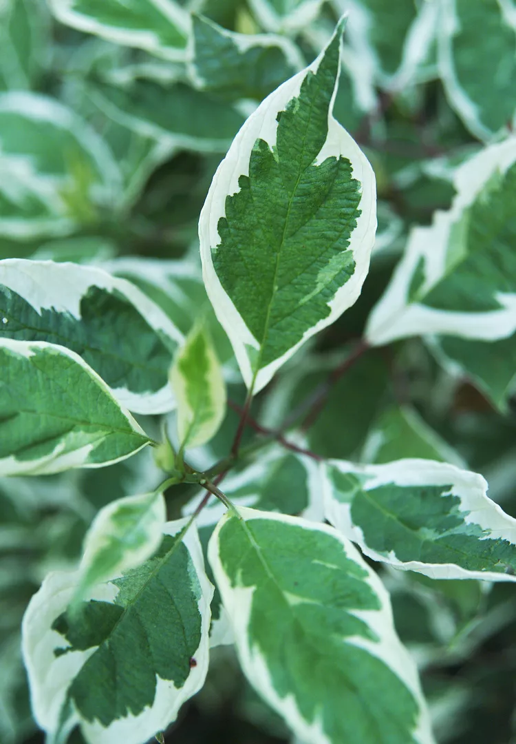 17. Cornus alba* 'Bailhalo' (Ivory Halo Dogwood)