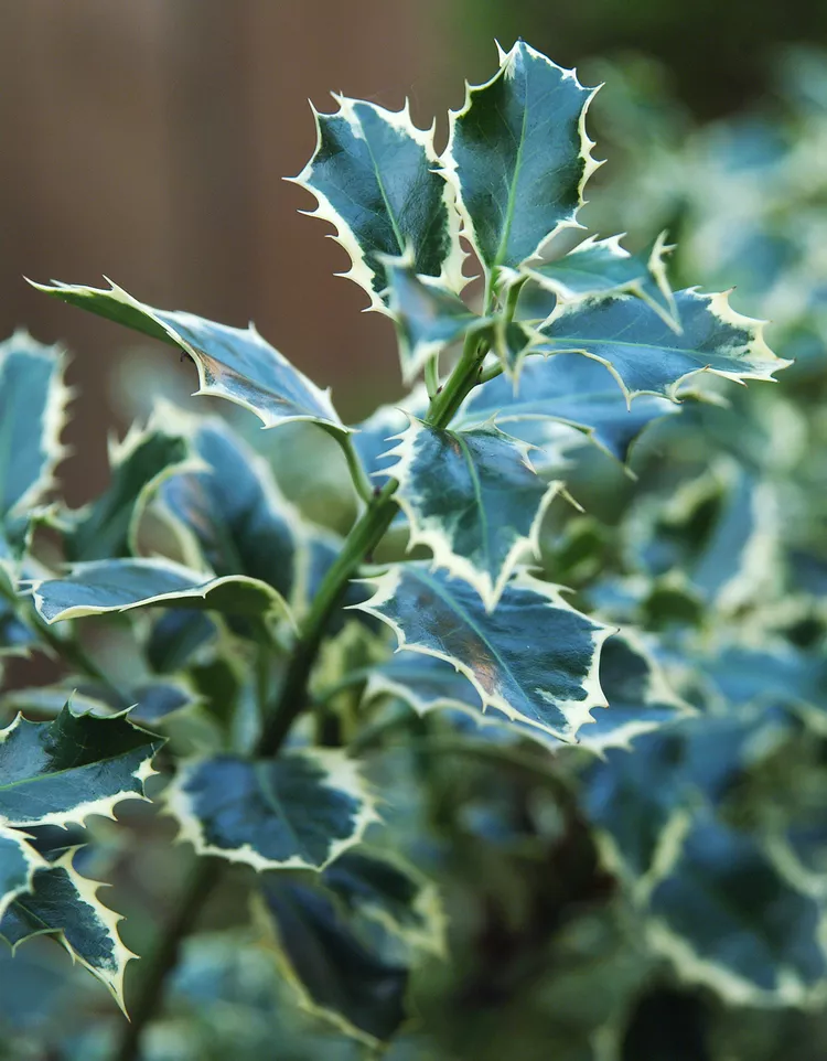 16. Ilex aquifolium 'Argentea Marginata'