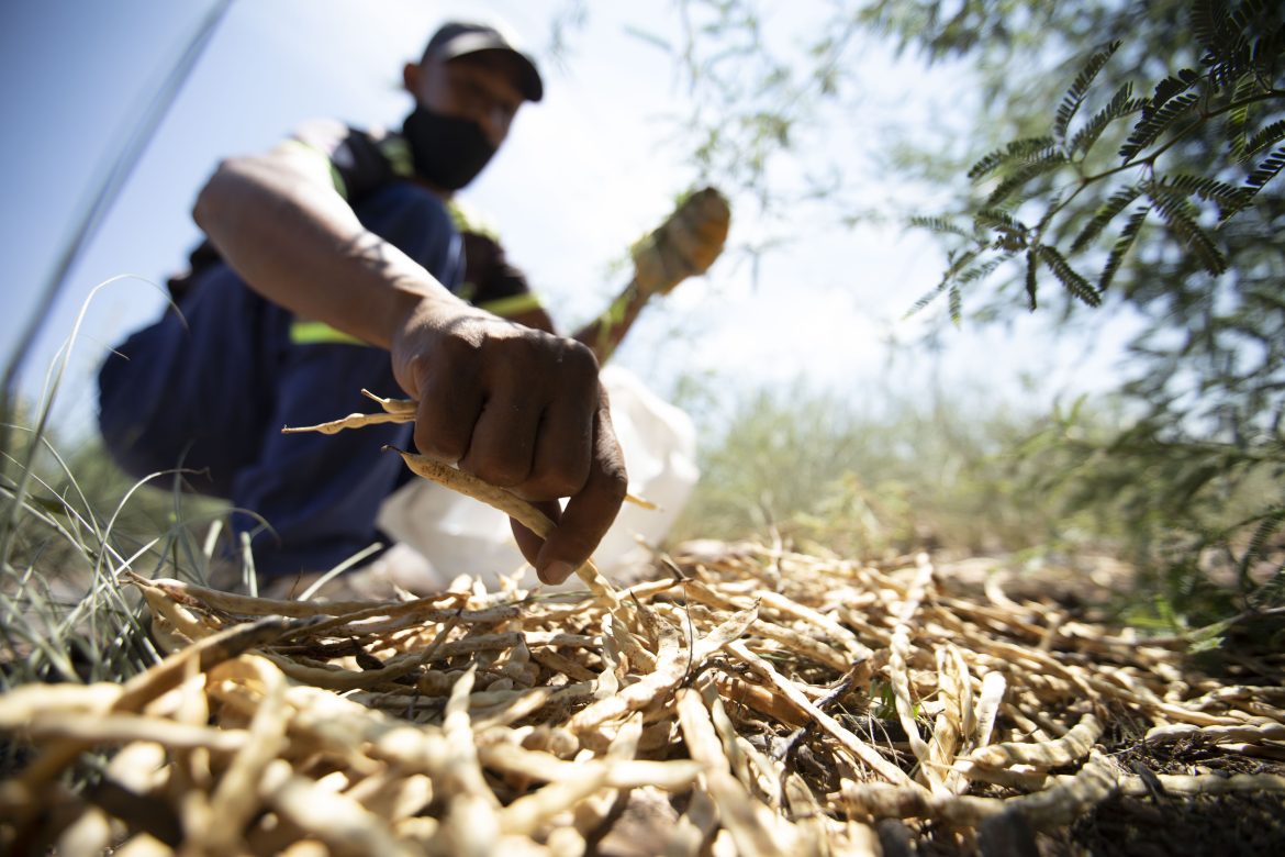 Comment un village sud-africain a transformé un arbre étranger en café superaliment