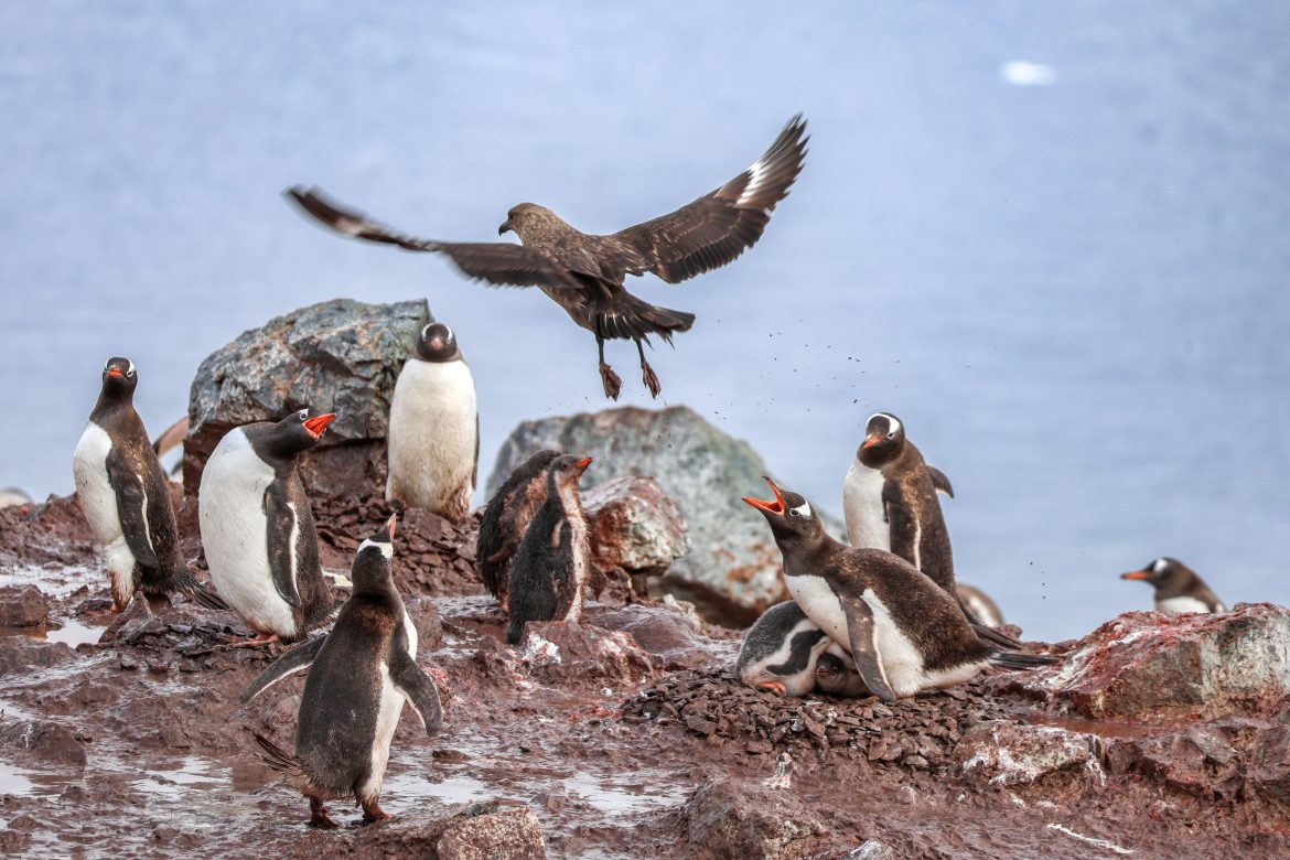 Grippe aviaire au pôle Sud menace les colonies de pingouins