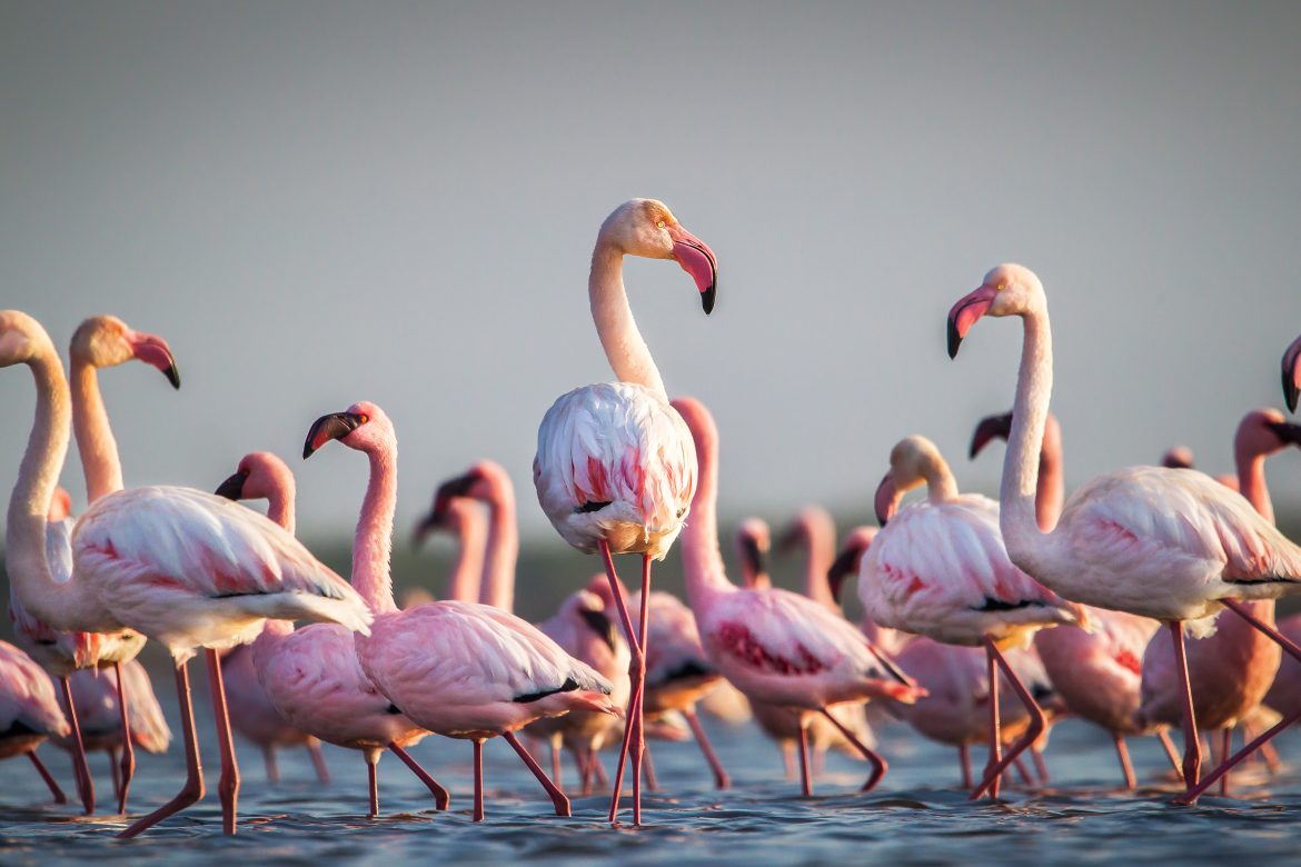 Alerte Rouge pour les Flamants en Afrique, Menace d'Inondation