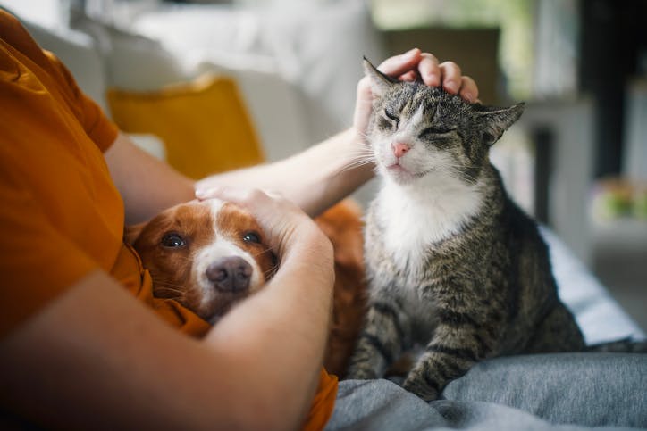 Animaux de compagnie Comment éviter la transmission de super bactéries.jpeg