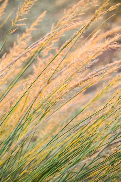 Cultiver l'herbe indienne : Beauté et biodiversité au jardin