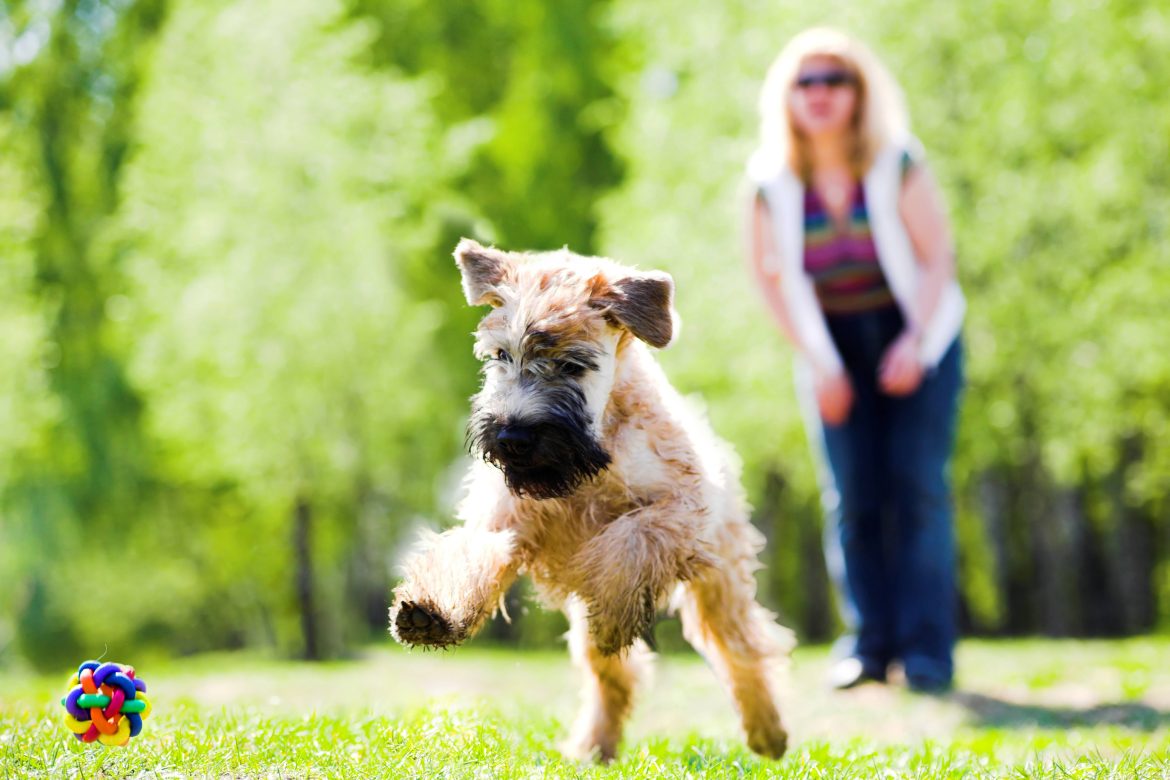 Les chiens comprennent-ils vraiment certains de nos mots?