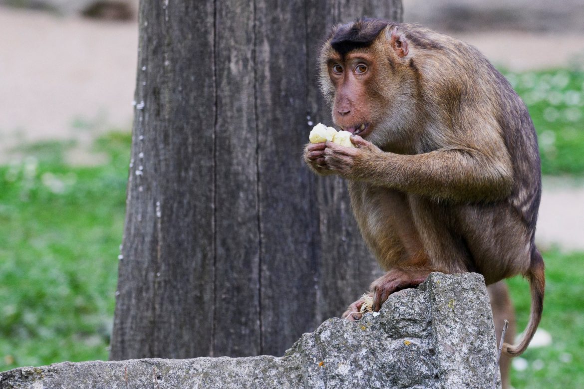 Premier cas de virus du singe à Hong Kong, zoom sur le virus B