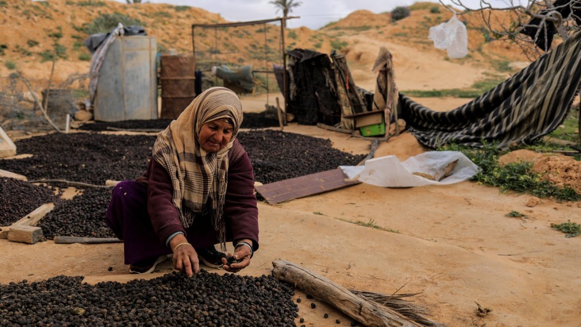 L'huile d'olive, trésor financier en Tunisie face aux défis économiques