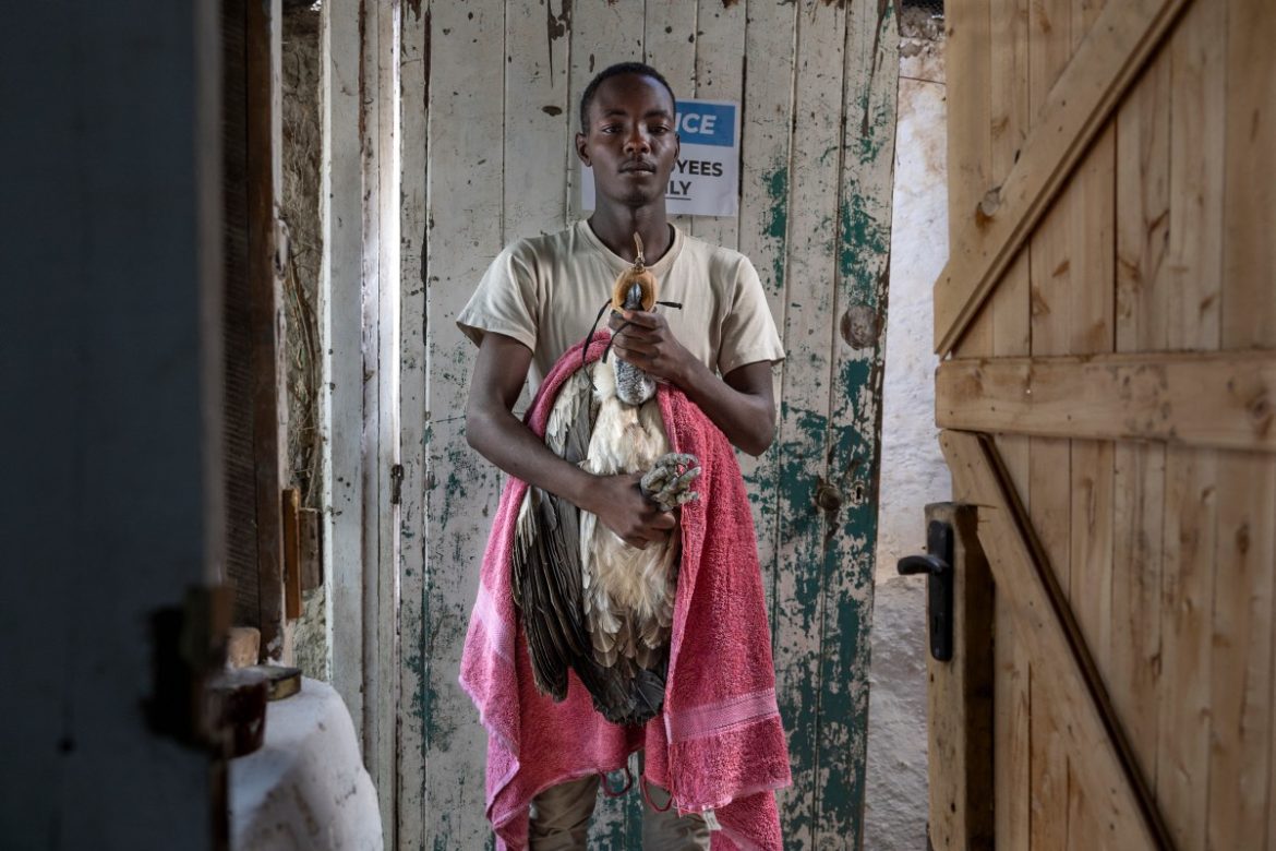 Sauvetage des rapaces au Kenya par des sanctuaires