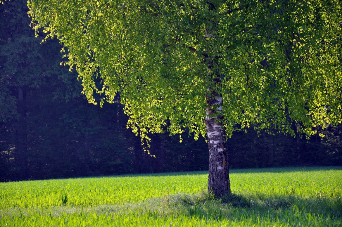 Allergies aux pollens en 2024 suivez la vigilance dans votre région.jpeg