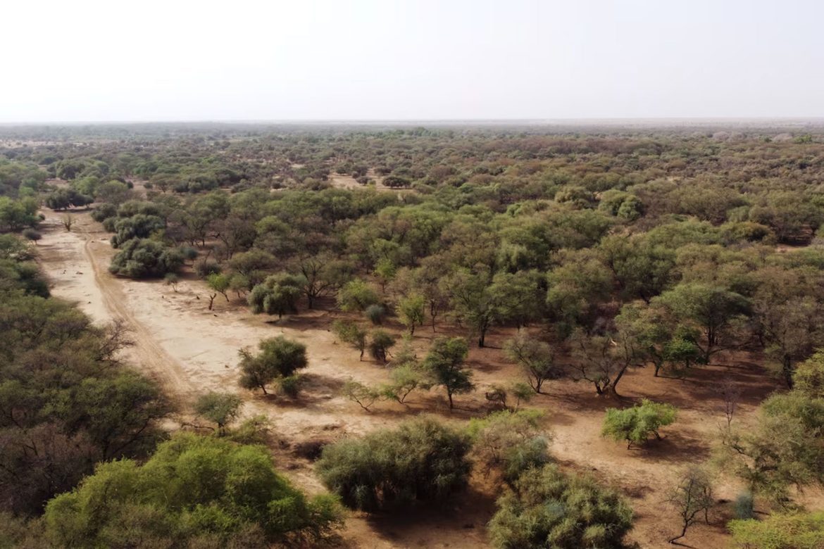 Le mur vert africain menacé par le manque de financement