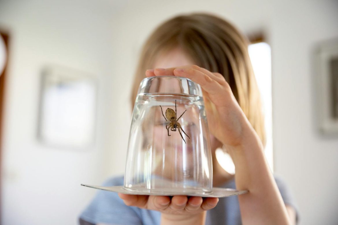 Pourquoi ai-je des araignées chez moi et comment les éloigner efficacement.jpeg