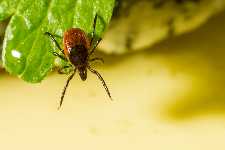 Thomas Témoigne sur la Maladie de Lyme après Avoir été Mordu par des Tiques