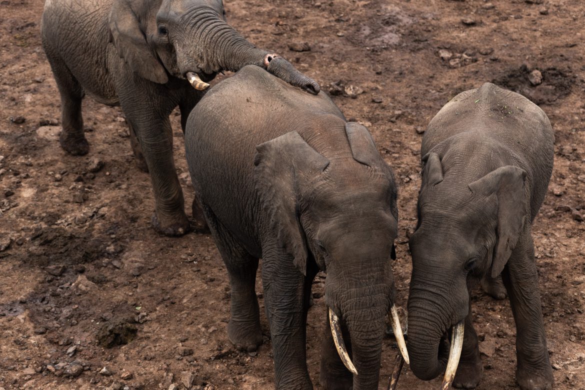 Les braconniers devenus gardiens au Kenya dévoilent leurs tactiques