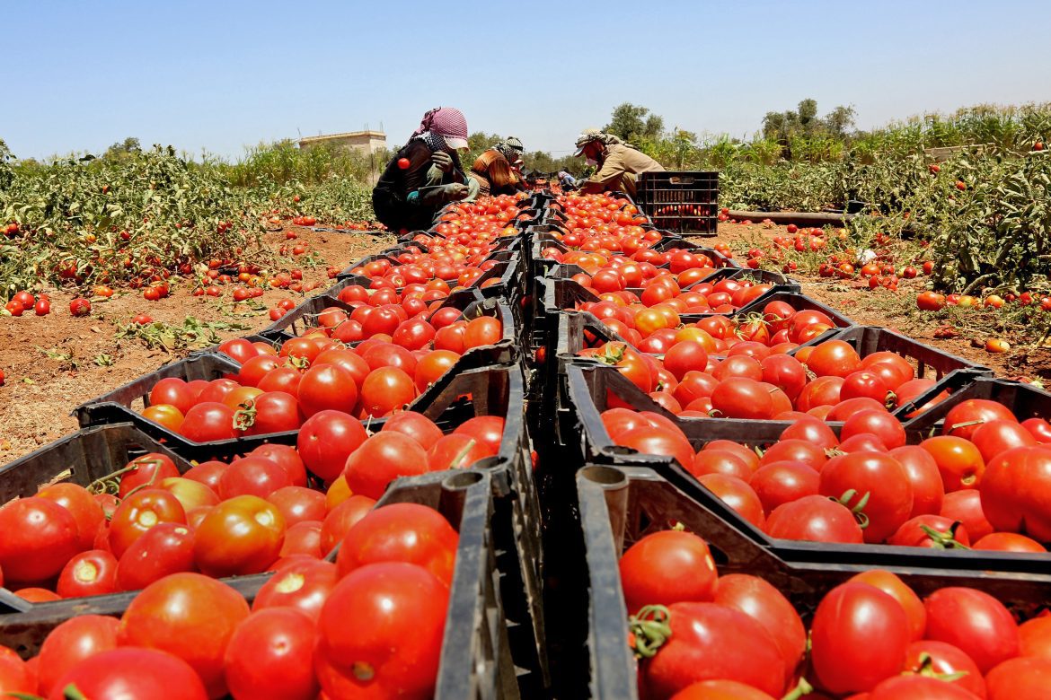 Jordanie et Turquie principaux fournisseurs de fruits et légumes en Entité sioniste