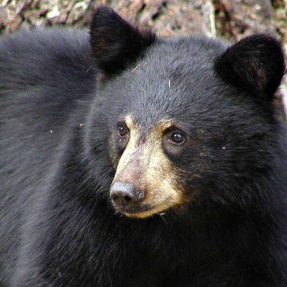 fillette de 3 ans attaquée par un ours