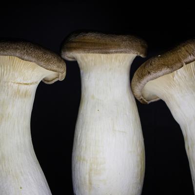 Des robots biohybrides contrôlés par des champignons