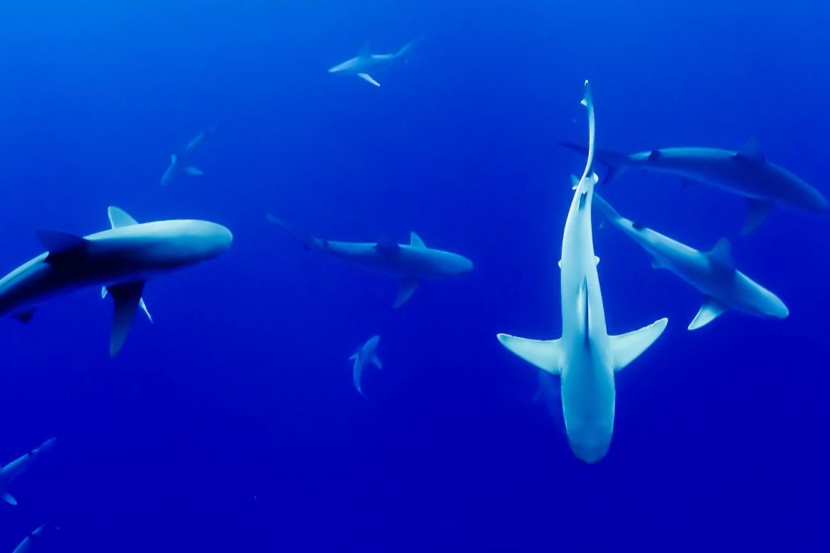 Requins : Découverte inquiétante de cannibalisme chez les taupes