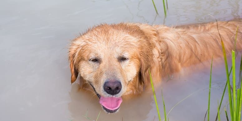 Un golden retriever fait une rencontre inattendue en nageant