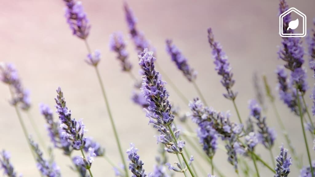 Comment bien tailler votre lavande pour une floraison optimale