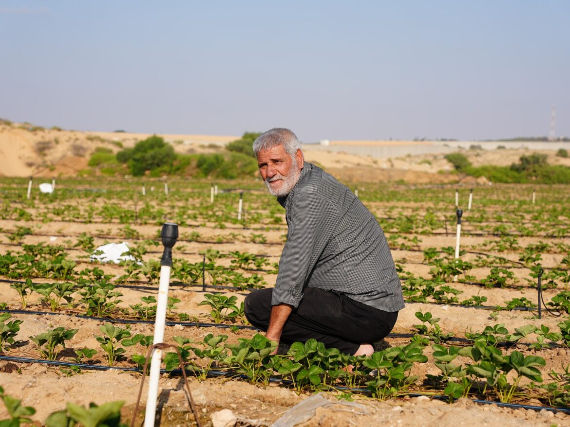 Destruction systématique des terres agricoles à Gaza