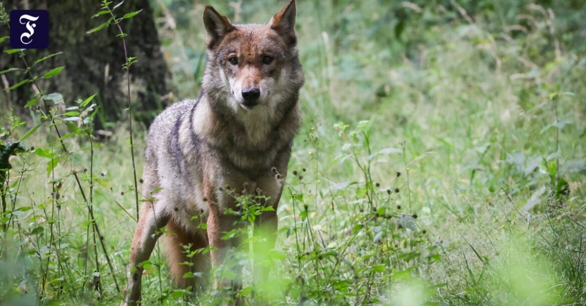 Hessen : le loup intégré au droit de chasse