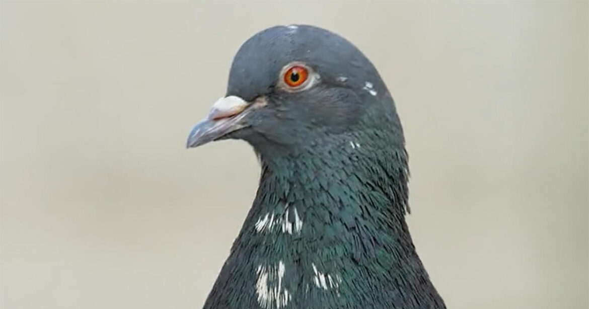 Les pigeons : des héros méconnus de New York