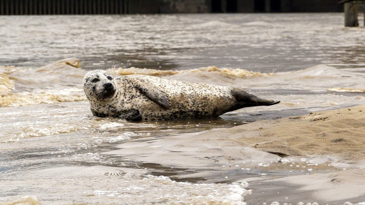 Un phoque paresseux fait sensation sur la plage de la Tamise