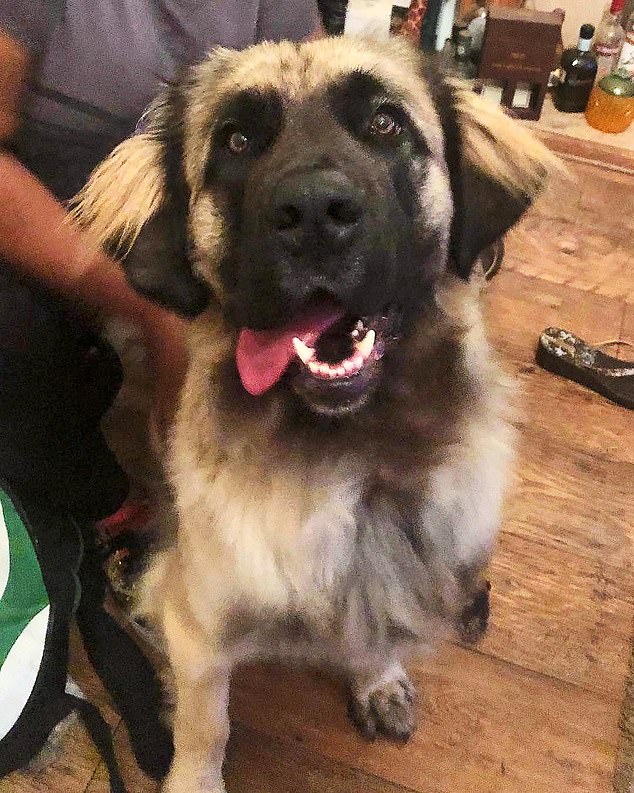 Shiva, un Leonberger de 11st, était parmi les huit chiens avec la victime