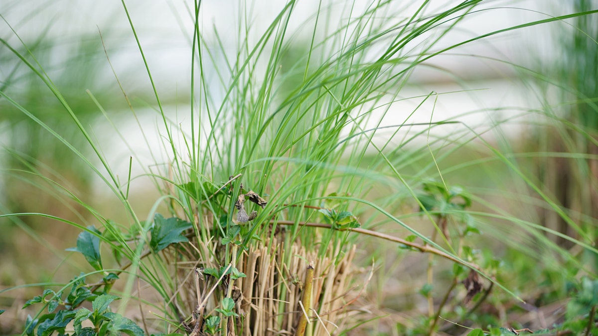 Plante de vétiver