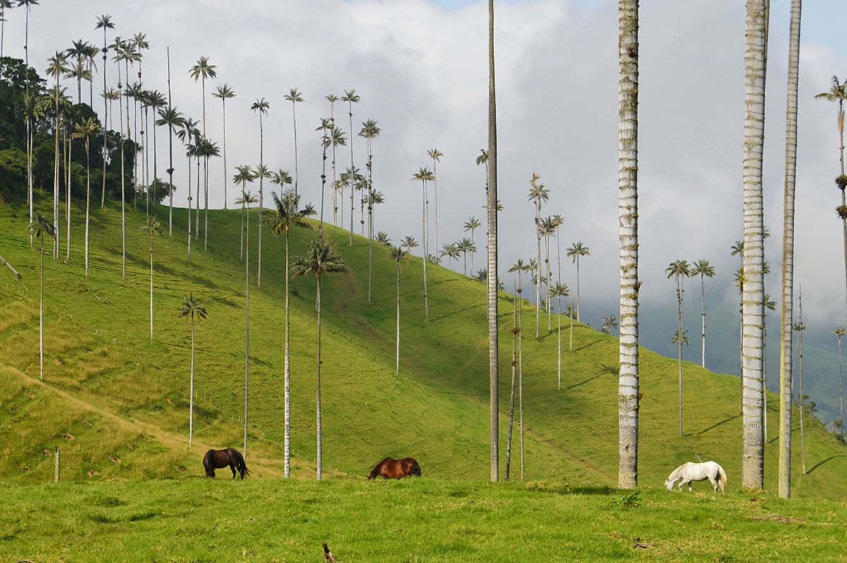 La vallée de Cocora