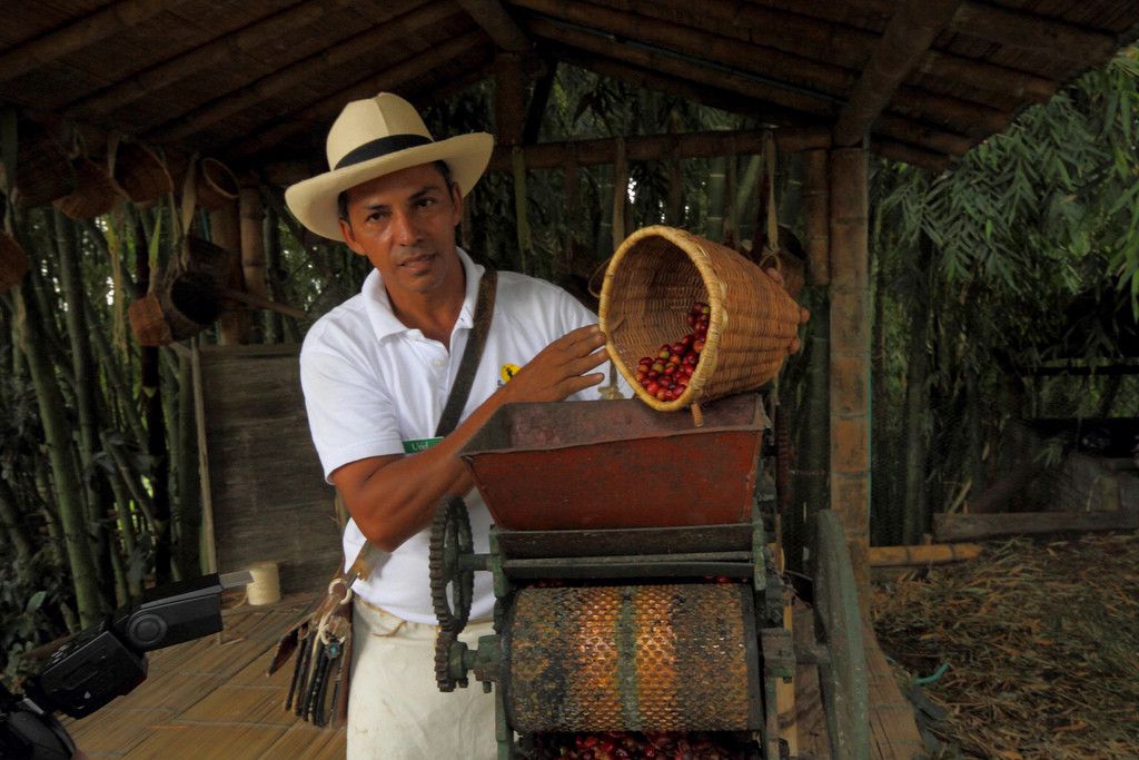 Visiter une plantation de café en Colombie