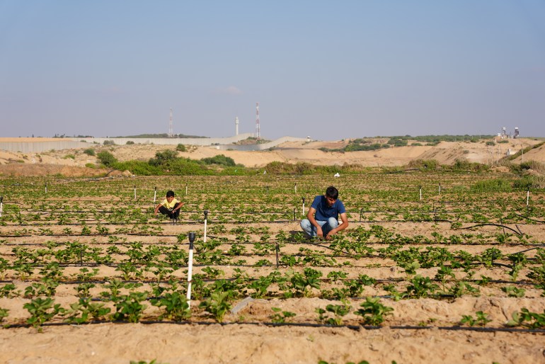 Ménagers travaillant dans leur champ à Beit Lahiya, au nord de Gaza, près de la frontière.