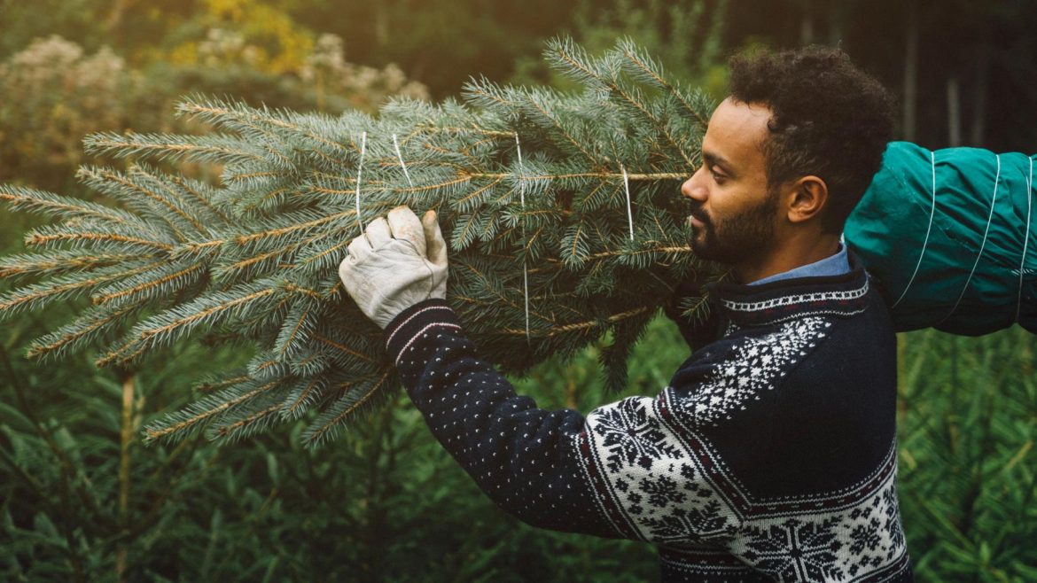 Acheter son sapin de Noël en avance : conseils pratiques