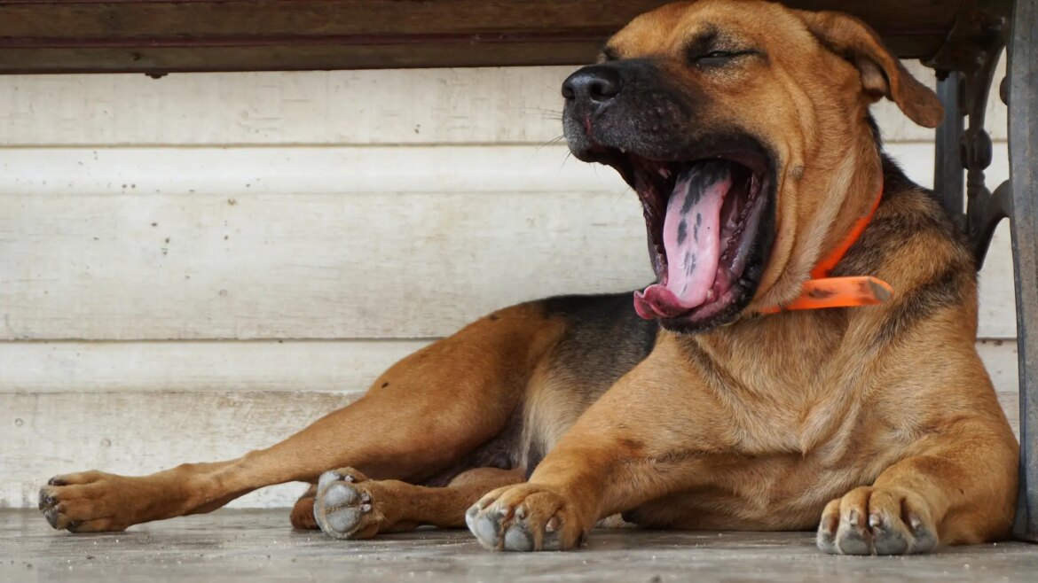 Comprendre le langage canin : gestes mal interprétés des chiens