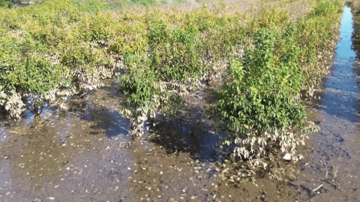 Inondations dévastatrices en Espagne : impact sur les agrumes