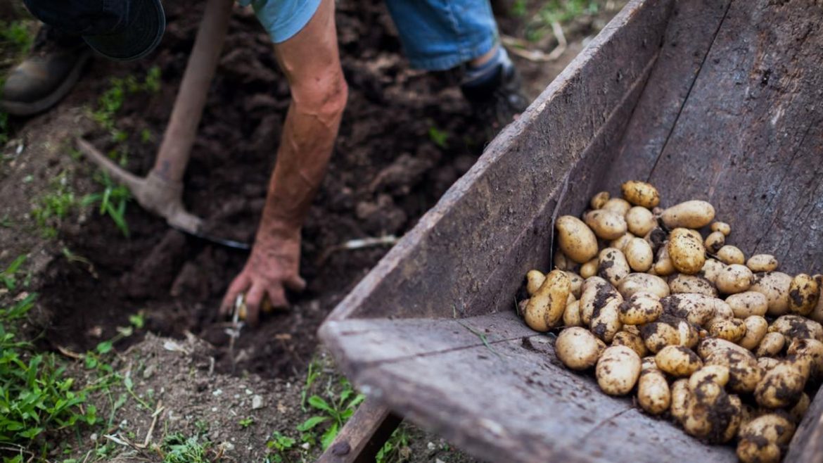 Les agriculteurs de pommes de terre face à des défis croissants en Europe