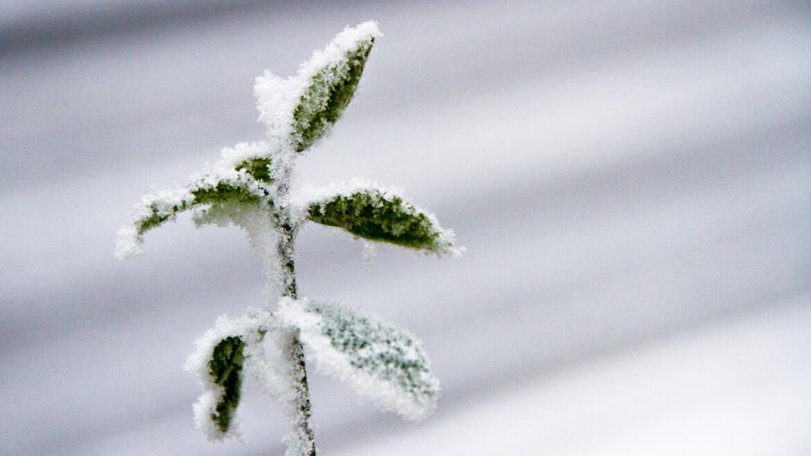 Prévisions Météo : Neige et Froid Attendus en France