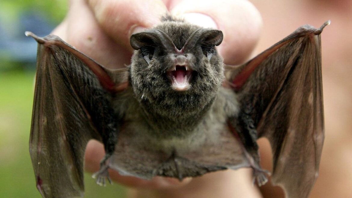 Protection de la Mopsfledermaus : Une espèce en danger